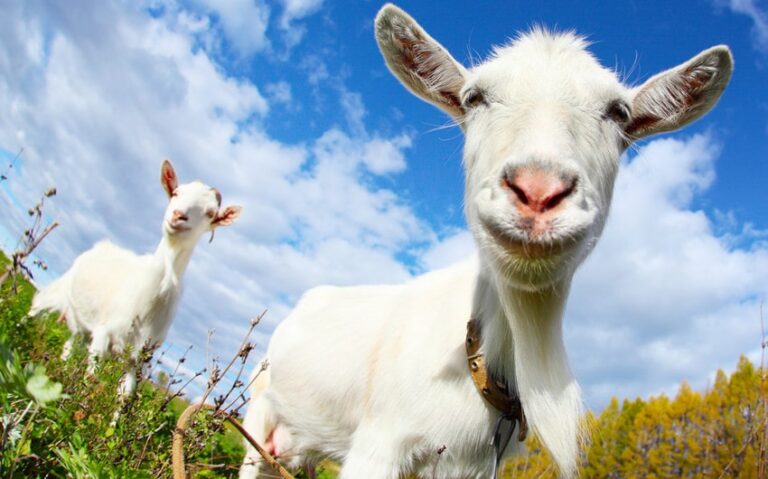 201 Creative Girl Goat Names for Your Little Farm Friend