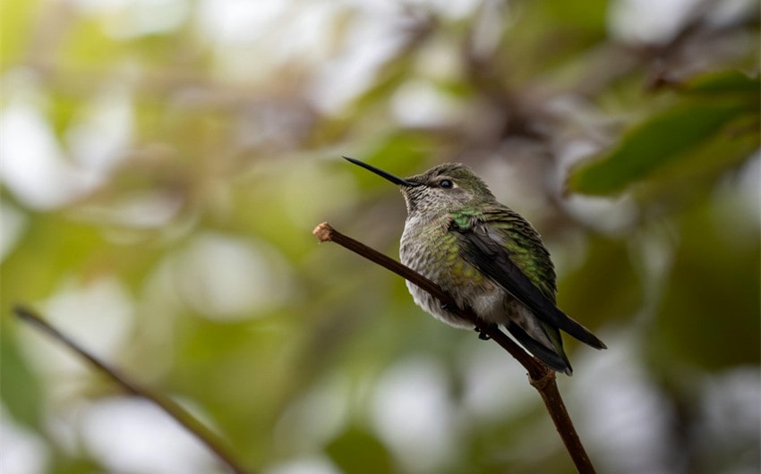 Birdwatching