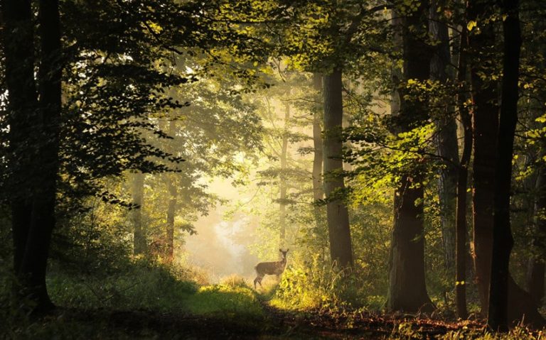 Are Deer a Sign of Angels: 5 Compelling Interpretations