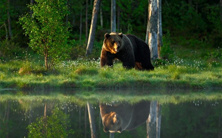 Explore 4 Biggest Bear Species and Their Unique Adaptations