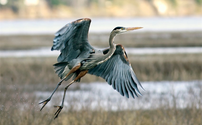 blue heron meaning