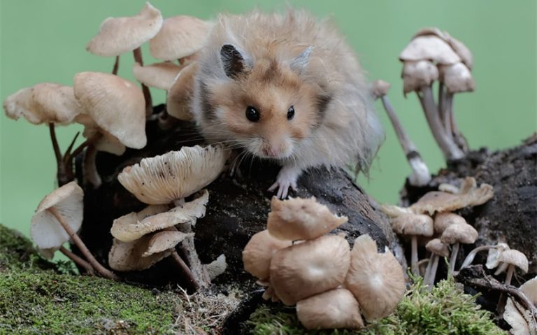 Can Hamsters Eat Mushrooms: 3 Must-Know Facts