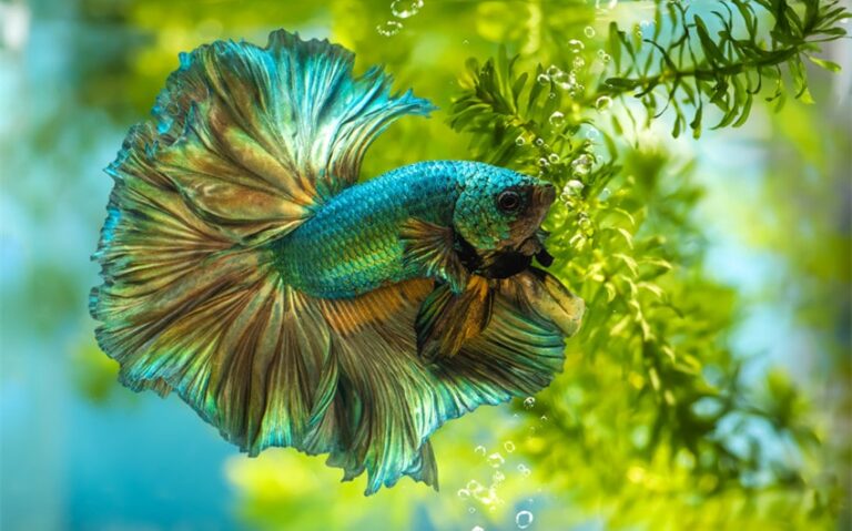 How Often to Feed Betta Fish: Factors You Should Know