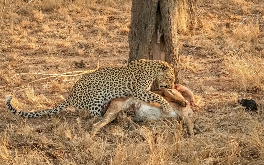 leopard bite force