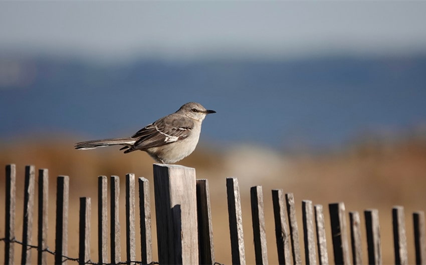 mockingbird spiritual meaning