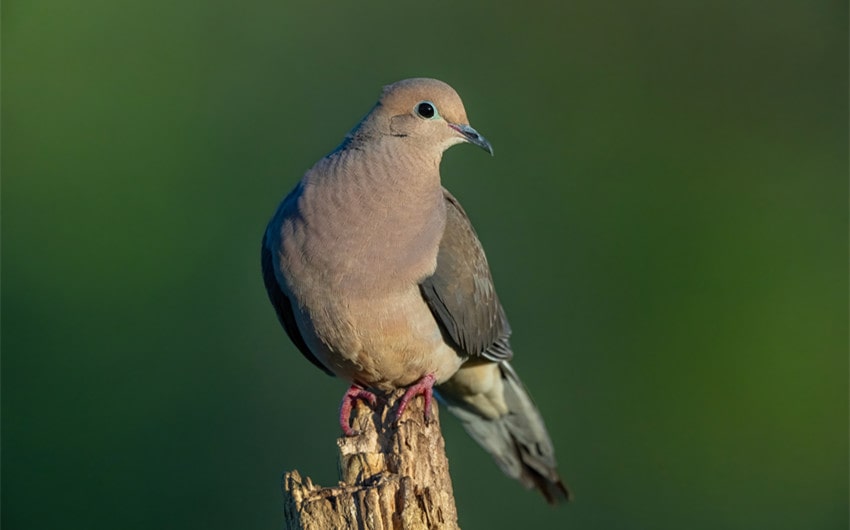 mourning dove spiritual meaning