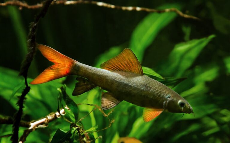 7 Fascinating Facts About the Rainbow Shark You Didn’t Know