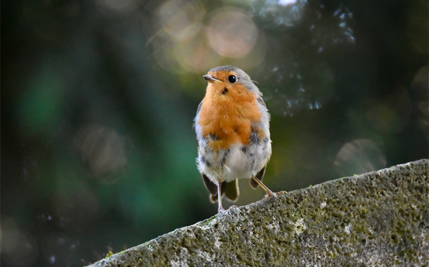 robin spiritual meaning