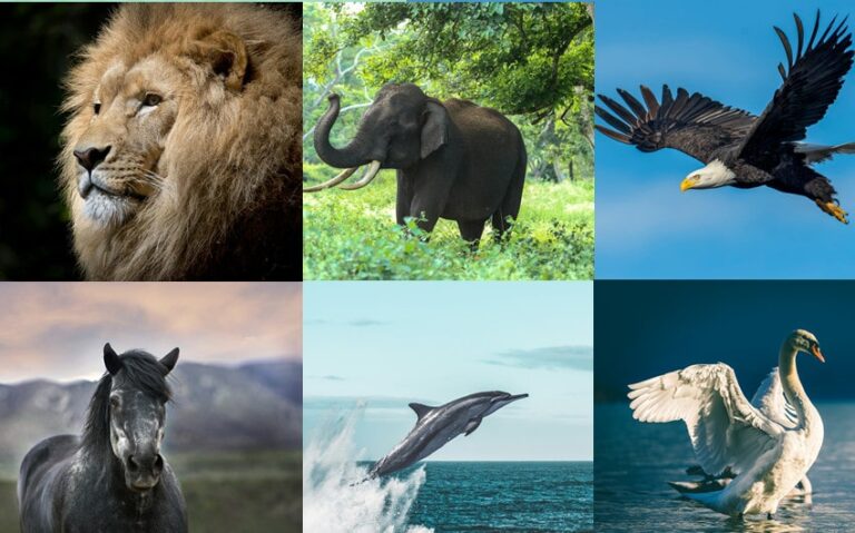 Unlock Your Spirit Animal by Birthday to Find Your Nature