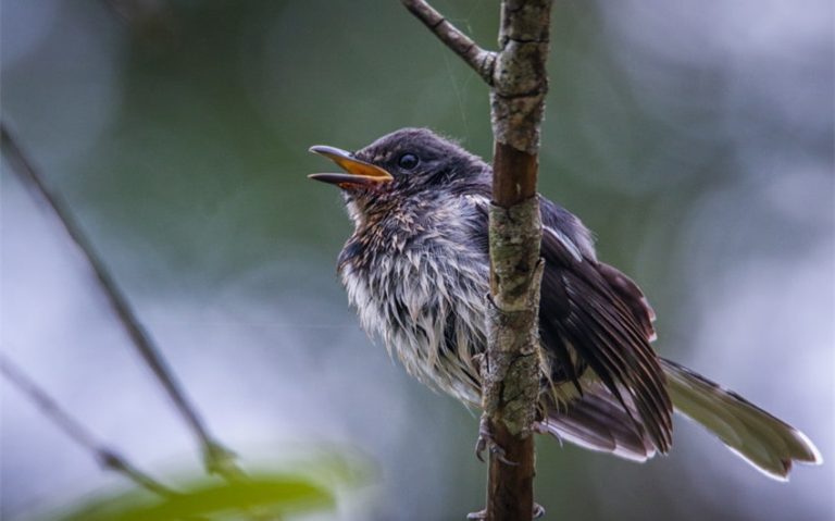 Spiritual Meaning of Hearing Birds Chirping in the Morning