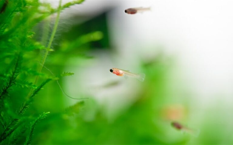 What Do Baby Guppies Eat to Thrive in Your Aquarium?