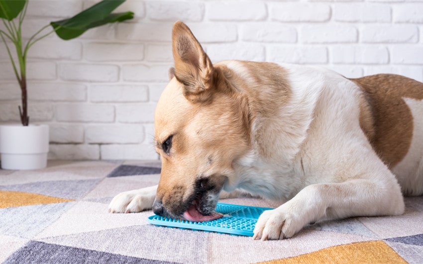 what to put on a dog lick mat