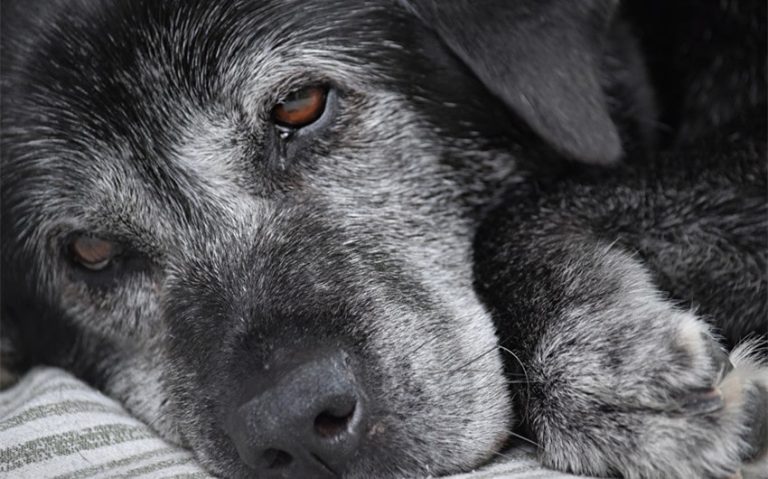 When Do Dogs Start Graying: 5 Factors That Influence Timing