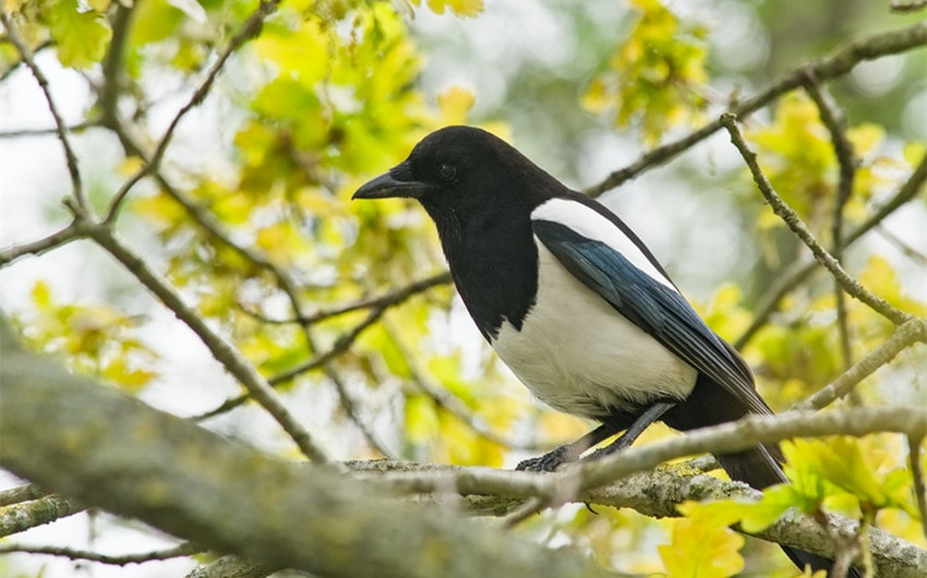 why do I keep seeing one magpie every day