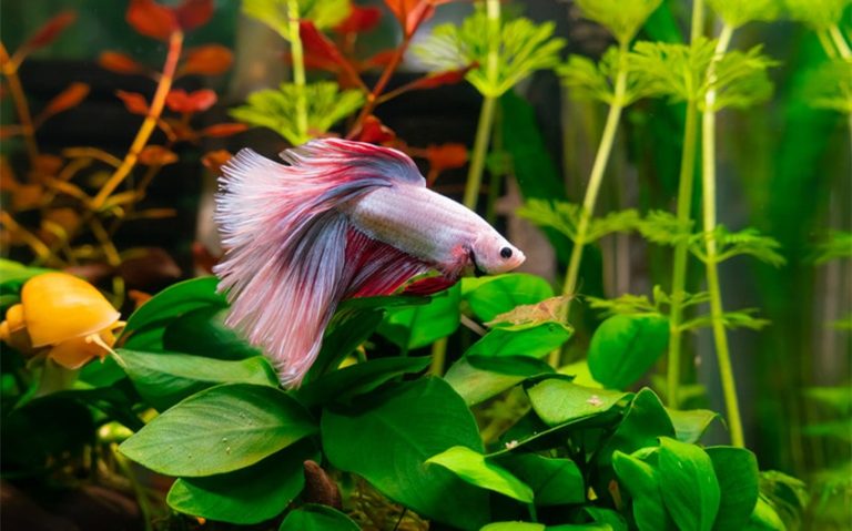 Why Is My Betta Fish Staying at the Bottom of the Tank?